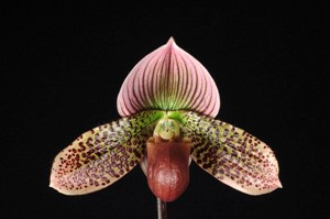 Paphiopedilum Vogue Wonder Wide Wings HCC/AOS 75 pts.